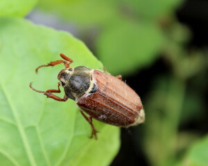 Maikäfer auf einem grünen Blatt