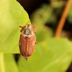 Maikäfer auf einem grünen Blatt