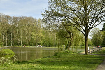 Forêt de bouleaux longeant l'étang principal au Vrijbroekpark à Malines