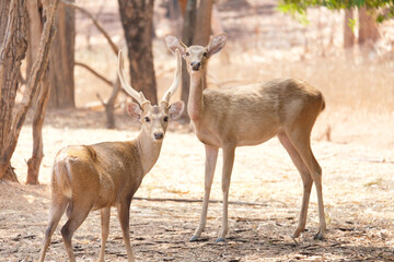 Beautiful deer standing on the ground.