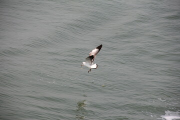 seagull on the sea