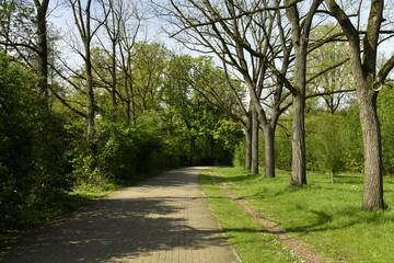 Chemin traversant un bois au Vrijbroekpark à Malines 