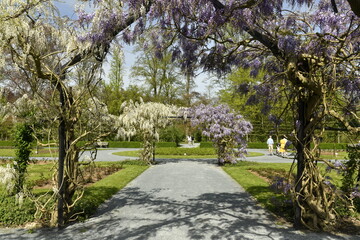 Allée garnie des fleurs de glycines blanches et mauves à la roseraie du Vrijbroekpark à Malines 