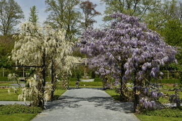Allée garnie des fleurs de glycines blanches et mauves à la roseraie du Vrijbroekpark à Malines 
