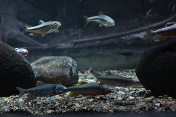 おいかわとかわむつ