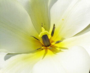 Closeup, yellow Tulips or flower on a sunny day for growing, gardening and spring bouquet for love. Leaf, blossom and floral plant in nature for season change, gift or florist with bright color