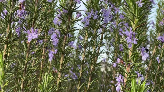 avisp&oacute;n negro