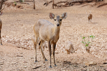 deer living in the forest.