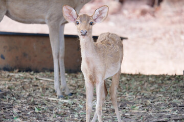 Beautiful deer standing on the ground.