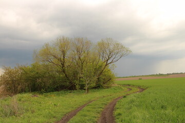 Fototapeta premium A dirt road with trees on either side of it