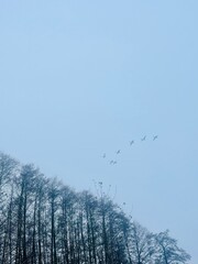 Obraz premium Flock of birds in the gray sky, autumn 