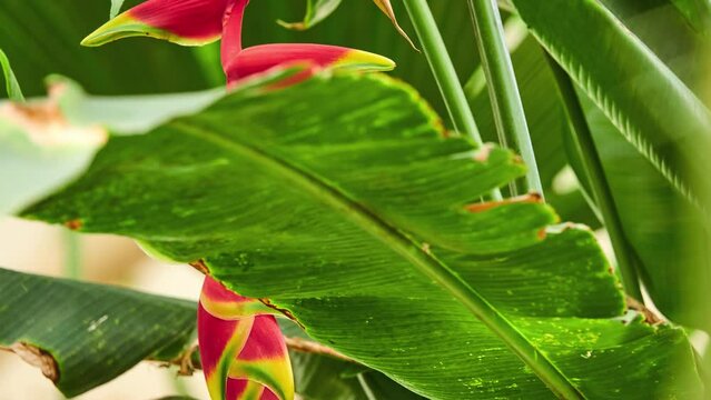 Heliconia rostrata (hanging lobster claw or false bird of paradise)