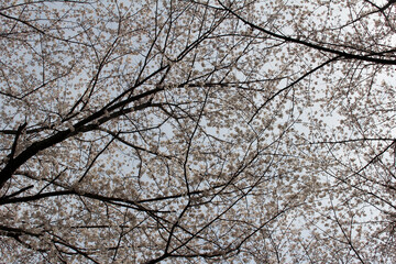 Cherry blossoms in full bloom against the sky background 