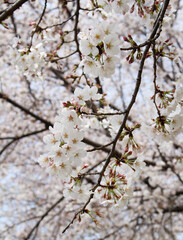 Closeup of Cherry blossoms Background