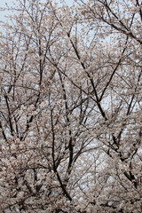 Cherry blossoms in full bloom background