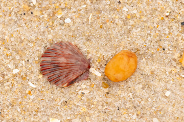This is a beautiful image of a seashell sitting on the beach next to a tiny pebble with grains of...