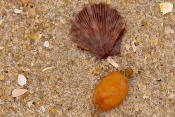 This is a beautiful image of a seashell sitting on the beach next to a tiny pebble with grains of...