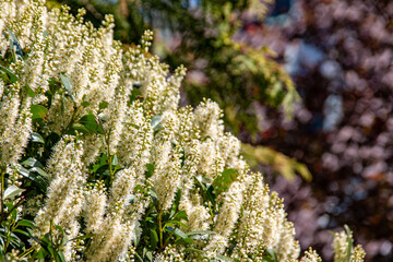 Cherry laurel blossoms in spring on the streets of Munich