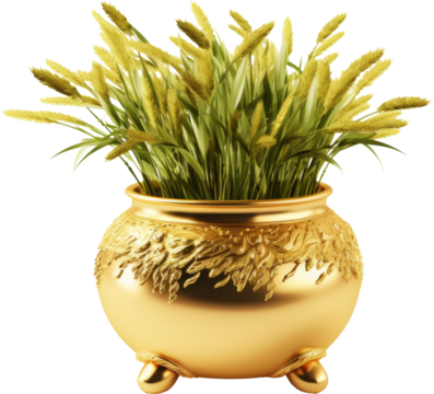 golden pot of grass isolated on white or transparent background,transparency