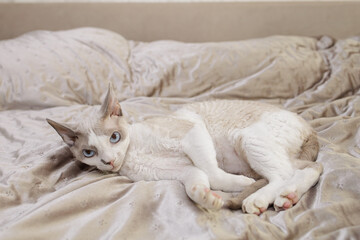 The white kitten is sprawled out on the bed and resting. A frightened cat with big eyes and pinned ears.