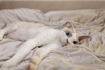 The kitten looks forward frightened lying on the bed. A frightened cat with big eyes and pinned ears.