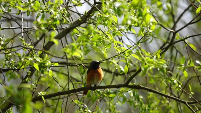 Common redstart, or often simply redstart, is small passerine bird in genus Phoenicurus. It was formerly of thrush family, (Turdidae), now to be Old World flycatcher (family Muscicapidae).