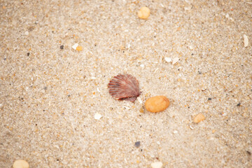 Fototapeta na wymiar This is a beautiful image of a seashell sitting on the beach next to a tiny pebble with grains of sand all around. The scallop shell has a pretty fan look to it with ridges. The red colors stand out.
