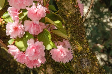 pink cherry blossoms in spring in April in the city in one of the courtyards of the city of Munich