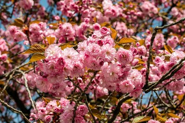 pink cherry blossoms in spring in April in the city in one of the courtyards of the city of Munich,...