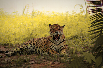 Onça pintada em seu momento de descanso  © Joao