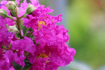 Closed up Bungor fresh flowers violet color beautiful in nature background