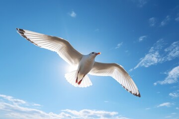 Obraz premium Seagull flying animal bird blue