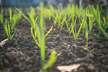 Garlic sprouts growing in rows in rich soil, illuminated by early morning light.