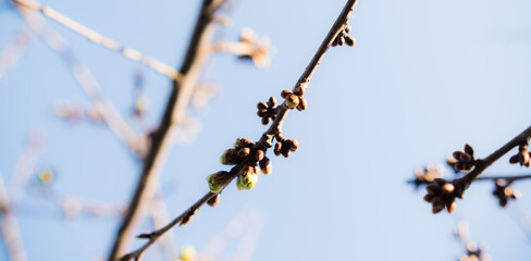 A tree branch with small buds contrasts against the vivid blue sky in this springtime scene.