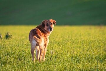 Herding dog | Breeds, Photographs, & Facts