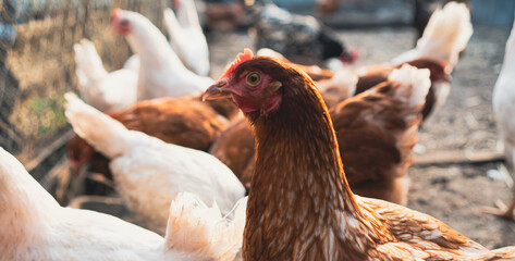 Chickens Standing in a Barn. A group of chickens are gathered together, standing around in a barn.