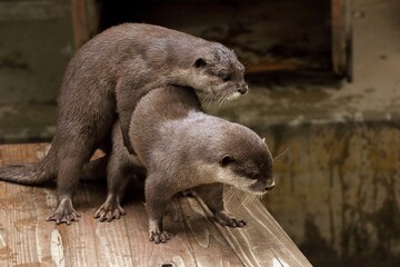 Obraz premium 抱き合って見下ろすカワウソたち