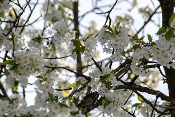 white cherry flowers on a dark background  in one of the courtyards of the city of Munich branches with cherry flowers focus on foreground