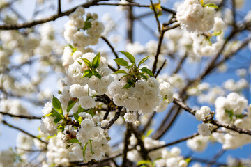 white cherry flowers on a blue background  in one of the courtyards of the city of Munich branches...