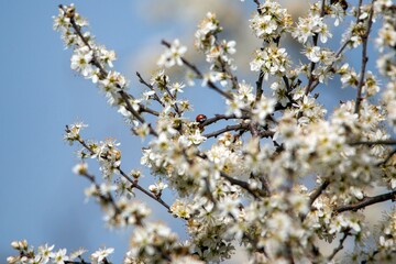 white cherry flowers on a blue background  in one of the courtyards of the city of Munich branches with cherry flowers focus on background