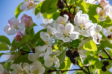 white cherry flowers  in one of the courtyards of the city of Munich branches with cherry flowers