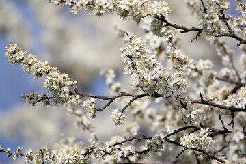 white cherry flowers  in one of the courtyards of the city of Munich branches with cherry flowers focus on foreground