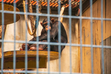 檻に入れられた退屈そうなチンパンジー