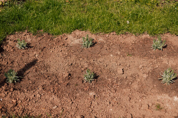 Field of young lavender. Small lavender bush in the ground