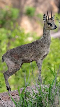 Klipspringer animal on rock in Tanzanian wilderness on vertical video.