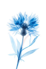 Blue cornflower on a white background. Botanical monochrome illustration in minimalistic style.