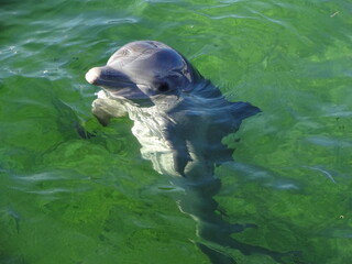 Delfin im Wasser © Manuel