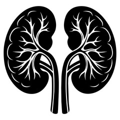  kidneys vector silhouette on white background 