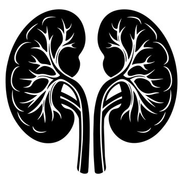 black and white kidneys anatomy clip art preview