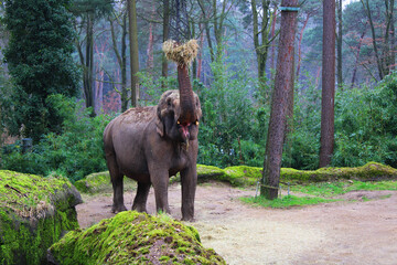 Majestic Giant,  Portrait of an Elephant.